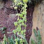 Image result for Coleus hadiensis