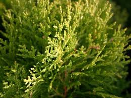 Image result for Culcasia orientalis