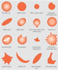 red blood cell morphology quick reference science