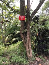 ★ this makes the music download process as comfortable as possible. Wikiloc Bukit Sapu Tangan Via Bukit Bayu Trail