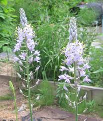 Image result for Asystasia glandulosa