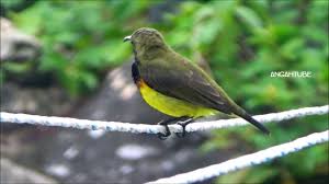 Telur burung kelicap mayang kelapa bercengkerang keras. Burung Kelicap Madu Kolibri Kelapa Youtube