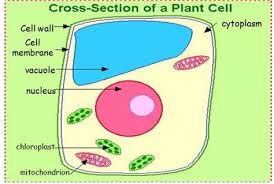 Check spelling or type a new query. Images Of Plant Cell