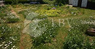 Die blumenwiesen werden auch für verschiedene böden und standorte optimiert angeboten: Blumenwiese Im Garten Lbv Naturfotos Bilddatenbank