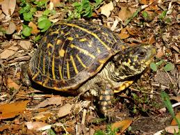 Pets purchased at petsmart are part of our exclusive vet assured™ program, designed by petsmart veterinarians to help improve the health and well being of. Ornate Box Turtle Wikipedia