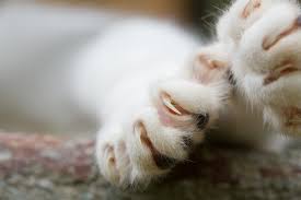 A cat needs it's claws to defend itself, as well as to escape. Cat Declawing In Laguna Hills Ca Trinity Pet Hospital Veterinarian Laguna Hills