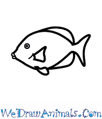 How To Draw A Blue Tang 16 steps to draw a fish.