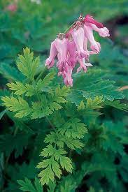 Wild Bleeding Heart Dicentra Eximia Prairie Nursery Native Plants Native Plants Woodland Plants Bleeding Heart