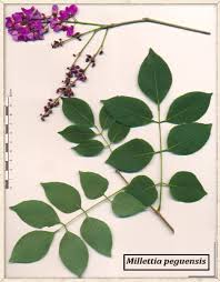 Image result for Millettia dura