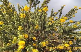 Image result for Adenocarpus