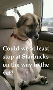 Pin By Adamtheawesome On Funny Humor Funny Dogs Funny Animals Funny Animal Pictures
