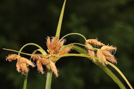 Image result for Bolboschoenus