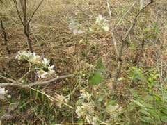 Image result for Stathmostelma pauciflorum