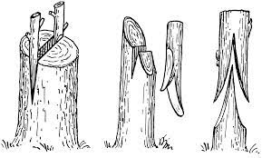 The first way of doing this is by taking a shoot of tree a, hold it upright and cut half of the width of the lower one inch of the shoot, exposing the inside of the small branch. Fruit Tree Grafting Workshop And 3rd Annual Scionwood Exchange Sunday April 13 Prospectrock Org