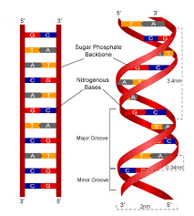 The sugar phosphate backbone is an important stuctural component of dna. Dna Structure