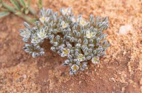 Image result for Limeum