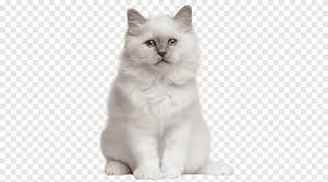 A purebred birman cat cannot be shorthaired. Birman British Shorthair American Shorthair Kitten Tonkinese Cat Kitten Mammal Cat Like Mammal Png Pngegg