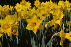 Daffodil Marieke Fall Plants Daffodil Bulbs Plants