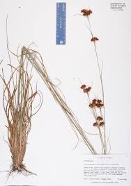 Image result for Rhynchospora gracillima