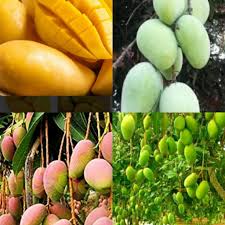 See more of anak pokok mangga harum manis on facebook. Anak Pokok Mangga Harum Manis Thai Hybird Shopee Malaysia