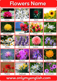 I truly enjoy the sight and smell of beautiful flowers, and i am sure you do too! Flowers Name List Of Flower Names In English With Pictures