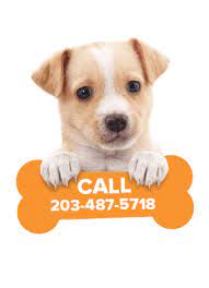 Maybe you would like to learn more about one of these? Great Dane Puppies For Sale Of All Colors In Ct Ct Breeder