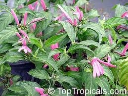 Image result for Justicia anselliana