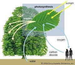 How Do Plants Make Their Own Food Photosynthesis Plants Carbon Dioxide