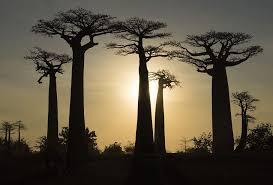 Madagascar, baobabs, árbol, baobab, naturaleza, tronco, África ...