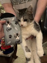 We partner with awesome organizations who assess immediate needs, based on both. Custom Cat Socks For Cat Lovers Buy 2 Get 1 Free Catsforlife Co