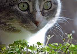 Feline Fine: The Benefits of Catnip - CVMBS News