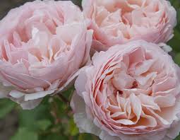 Princesse charlène de monaco rose. Princesse Charlene De Monaco Star Roses And Plants
