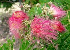 Image result for Albizia schimperiana