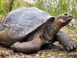 Video © longtime naturalist guide richard polatty. Giant Tortoise Species Wwf