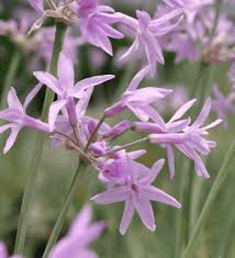 Image result for Tulbaghia