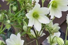 Growing clematis add lots of color in many different here's the deal on clematis care! Clematis