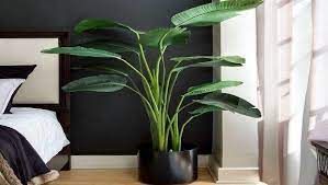 Solitamente le piante da appartamento vengono considerate esclusivamente decorative per l'ambiente della propria casa. Arredare Con Piante Da Appartamento Di Grandi Dimensioni