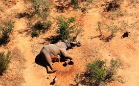 Aug 02, 2021 · the ruling botswana democratic party has won every national election since independence; What Killed Hundreds Of Elephants In Botswana Still Unknown The Times Of Israel