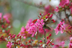Sakura flowers background art design. Pretty Hot Pink Flowering Cherry Blossom Photograph By Dejavu Designs