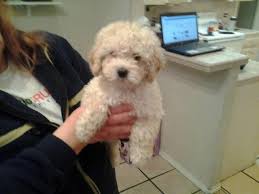 Miniature poodle puppies available for sale in texas from top breeders and individuals. Mini Poodle Male 3 Months Old For Sale In Mcallen Texas Classified Americanlisted Com