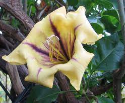 Now $660 (was $̶1̶,̶0̶1̶0̶) on tripadvisor: Solandra Wikipedia La Enciclopedia Libre