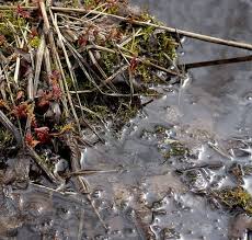 Step 1 pour salt directly on the body of any leeches found outside the water. How To Get Rid Of Leeches In Ponds Quick Safe Treatments Pond Informer