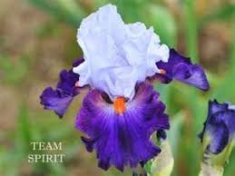 Le Jardin D Iris Bubry 56 Collection D Iris Flowers Plants Jardin