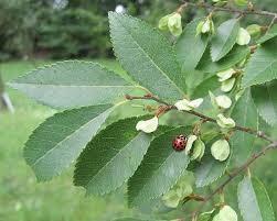 Image result for Trianthema parvifolia