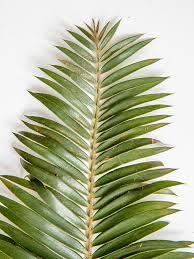 Image result for Encephalartos ngoyanus