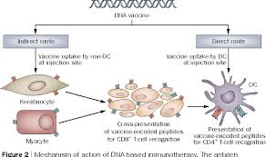 Rochester, mn the purpose of this study is to assess the effectiveness of treatment with docetaxel and prednisone, with or without vaccine therapy for patients who have hormone. Figure 2 From Immunotherapy For The Treatment Of Prostate Cancer Semantic Scholar