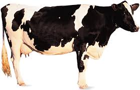 The size of the heifer, temperature and maternal nutrition all influence a calf's birth weight. Cow Description Facts Britannica