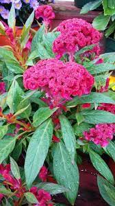 Celosia Cristata Twisted Cockscomb Blooms From Early Spring To Fall With An Ornate Twisted Purple Magenta Flower Unusual Flowers Flowers Magenta Flowers