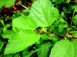 Image result for Corchorus aestuans