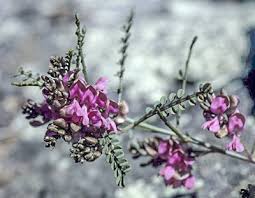Image result for Indigofera cecilii